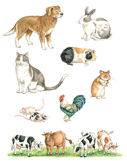 Haus- und Hoftiere