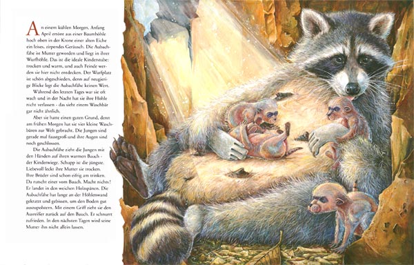 Waschb&auml;r Geburt (Diplomarbeit)