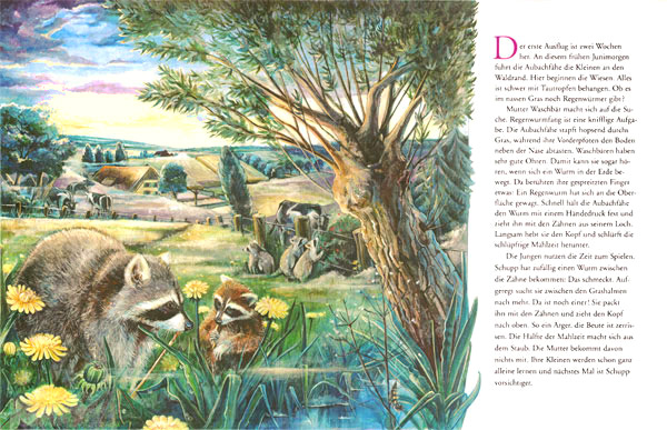 Waschb&auml;r Regenwurmjagd (Diplomarbeit)